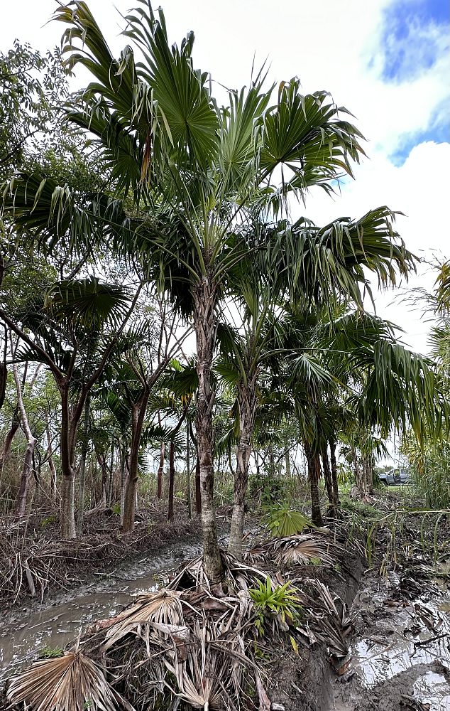 thrinax-radiata-florida-thatch-palm