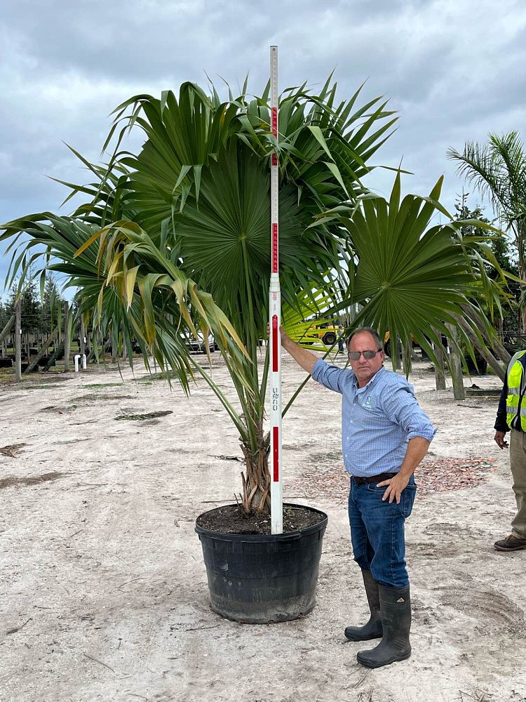 thrinax-radiata-florida-thatch-palm