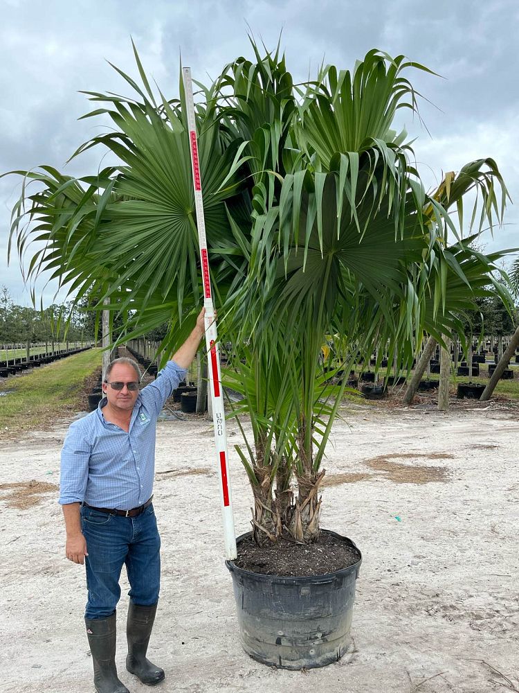 thrinax-radiata-florida-thatch-palm