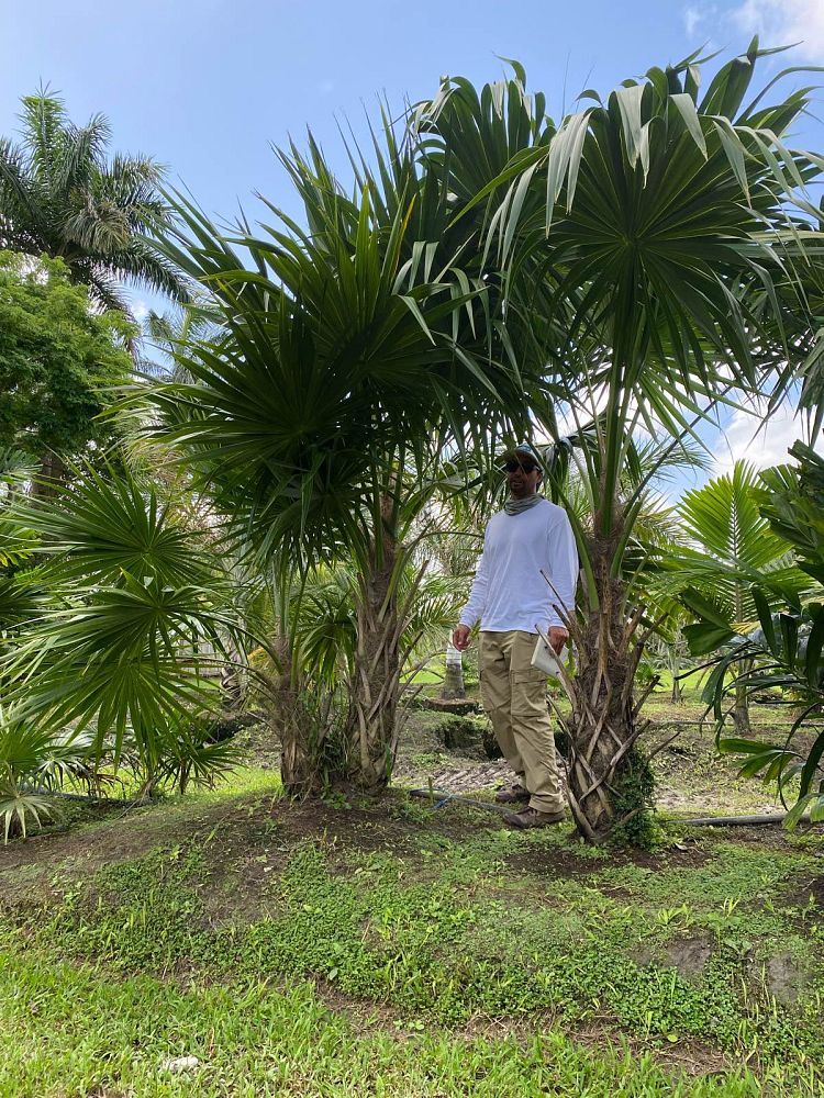 thrinax-radiata-florida-thatch-palm