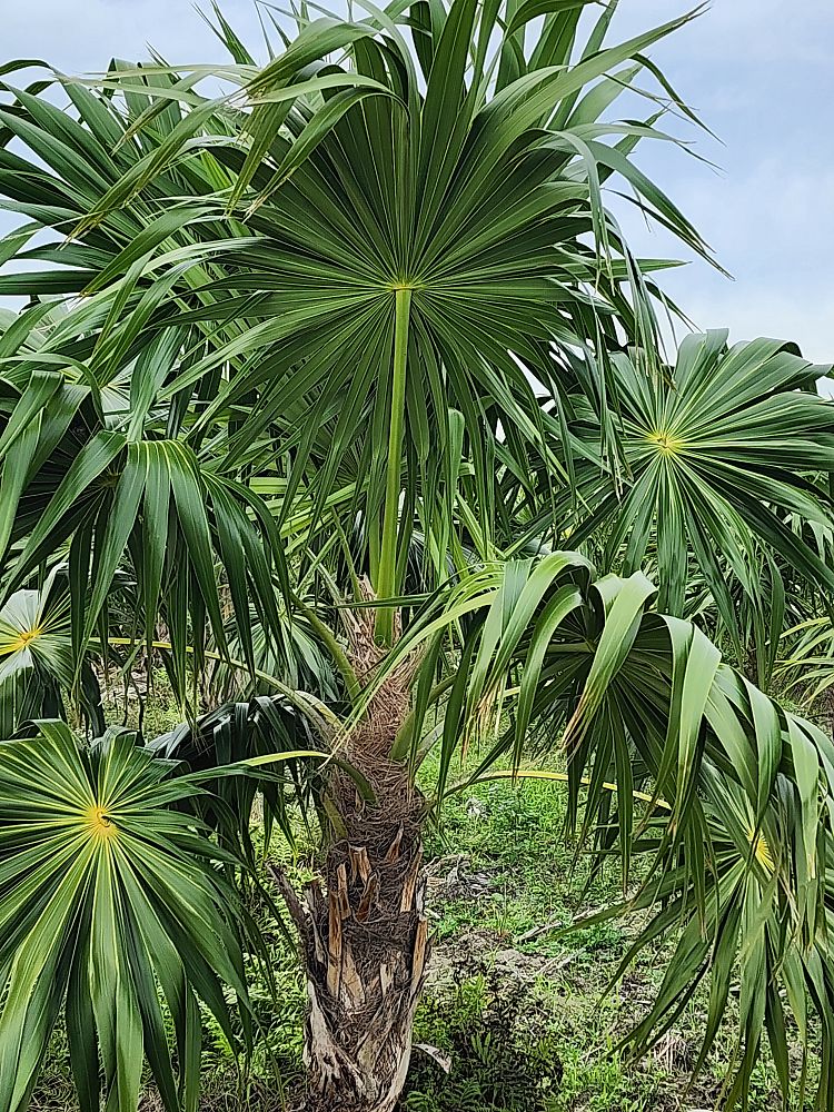 thrinax-radiata-florida-thatch-palm