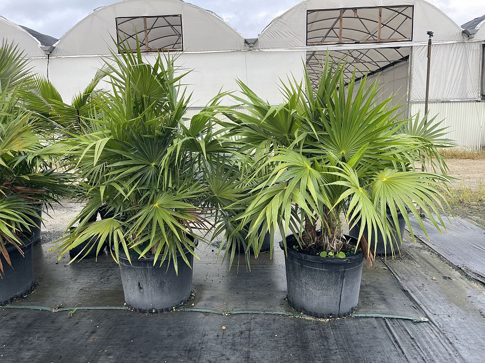thrinax-radiata-florida-thatch-palm