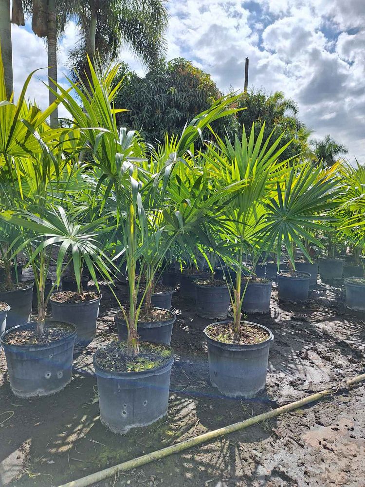 thrinax-radiata-florida-thatch-palm