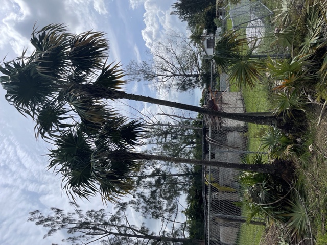 thrinax-radiata-florida-thatch-palm