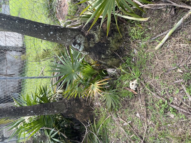thrinax-radiata-florida-thatch-palm