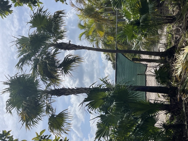 thrinax-radiata-florida-thatch-palm