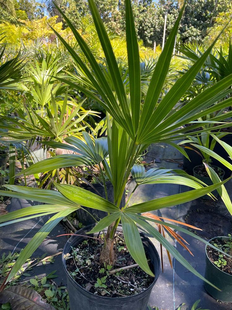 thrinax-radiata-florida-thatch-palm