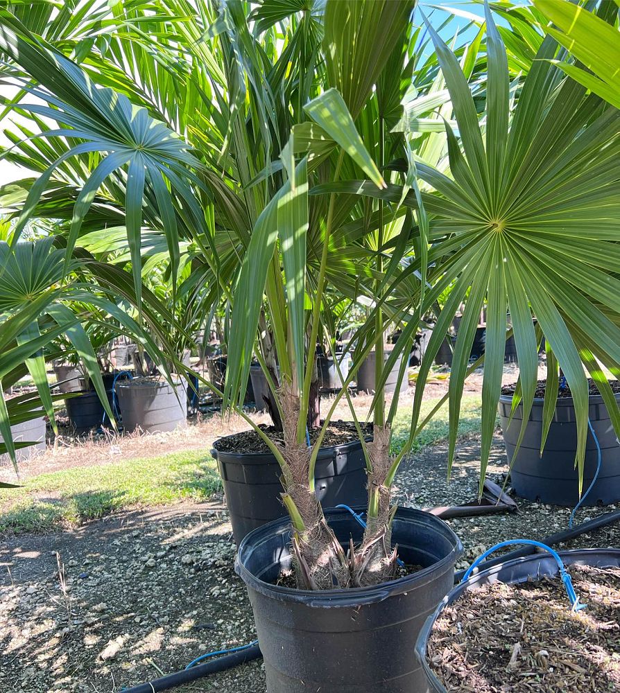thrinax-radiata-florida-thatch-palm