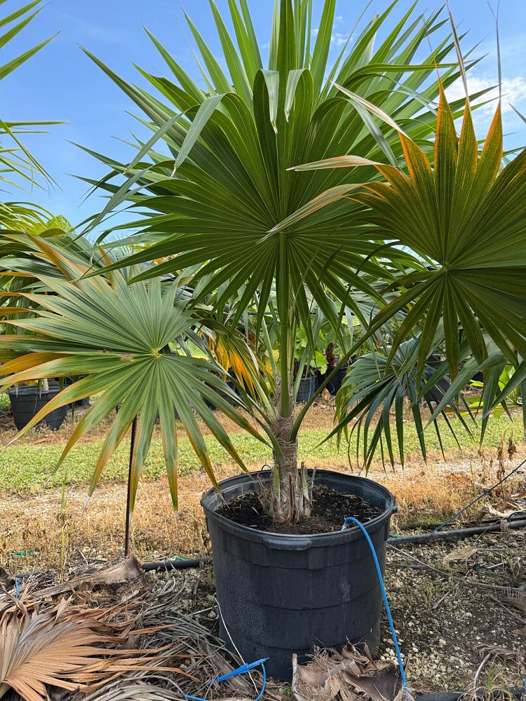 thrinax-radiata-florida-thatch-palm