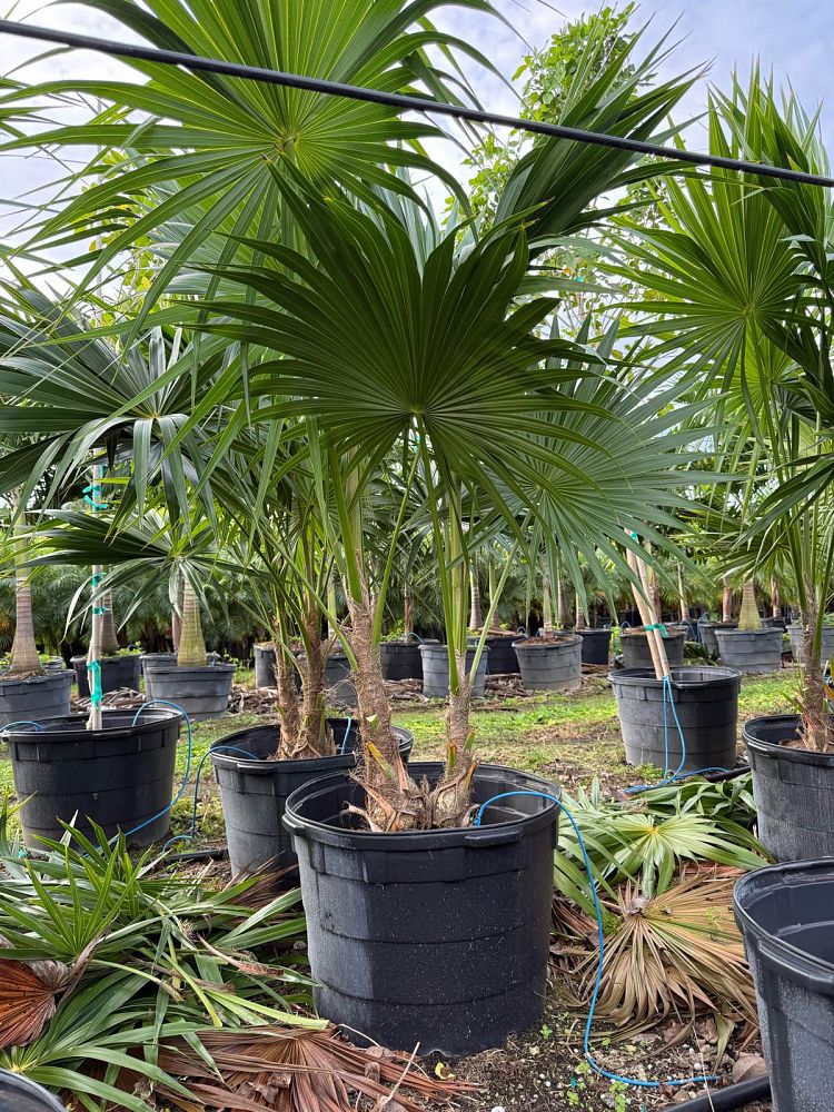 thrinax-radiata-florida-thatch-palm