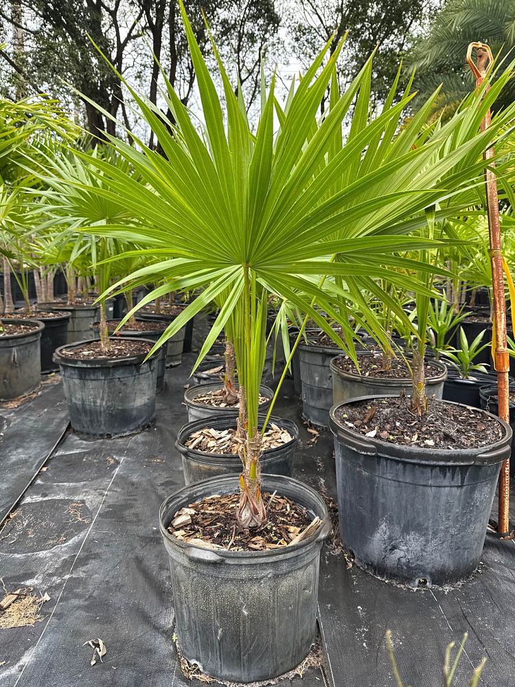 thrinax-radiata-florida-thatch-palm