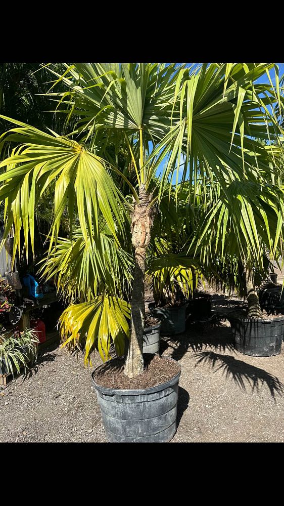 thrinax-radiata-florida-thatch-palm