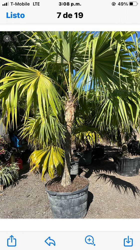 thrinax-radiata-florida-thatch-palm