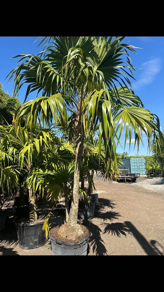 thrinax-radiata-florida-thatch-palm