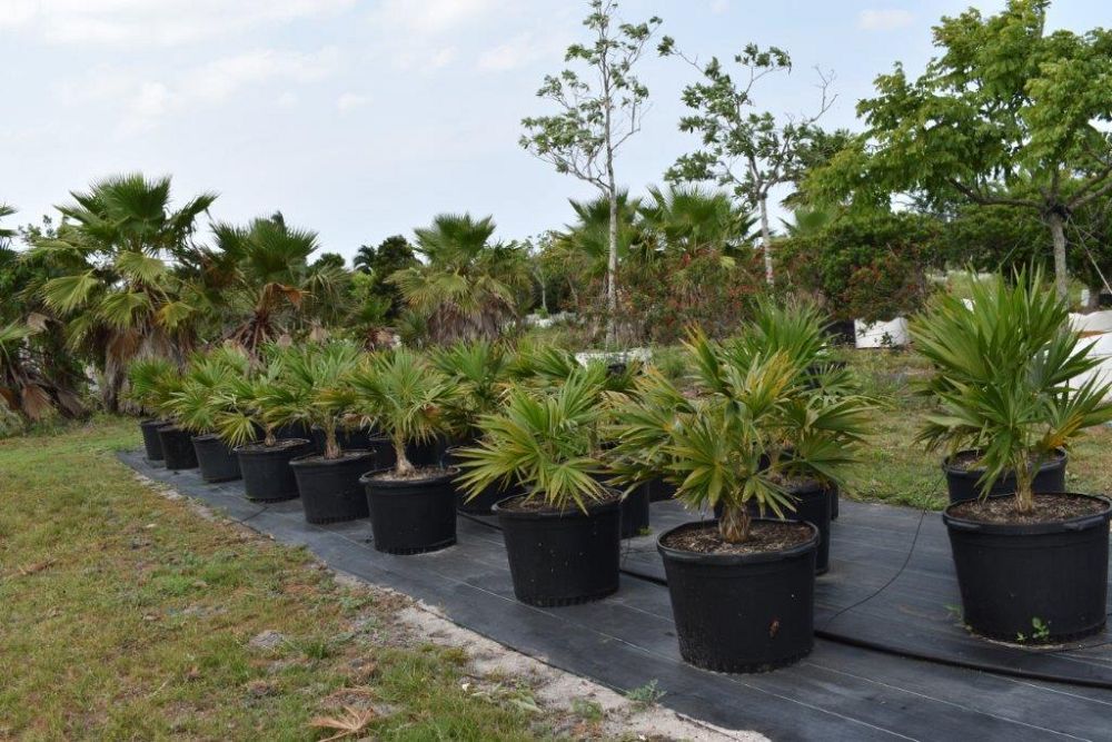 thrinax-radiata-florida-thatch-palm