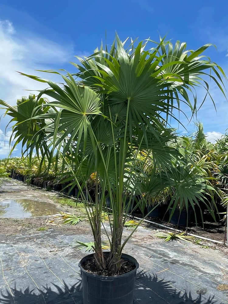 thrinax-radiata-florida-thatch-palm