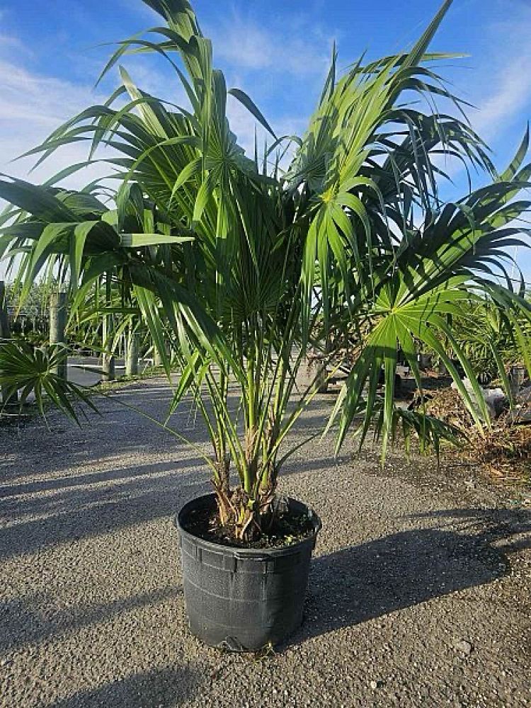 thrinax-radiata-florida-thatch-palm