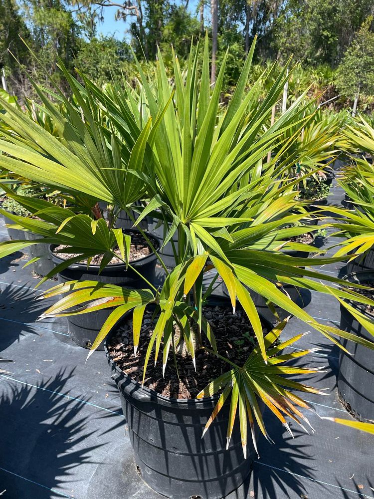 thrinax-radiata-florida-thatch-palm