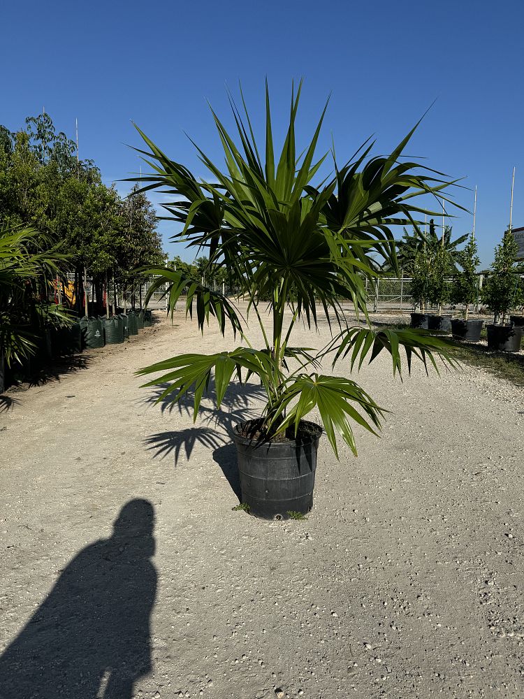 thrinax-radiata-florida-thatch-palm