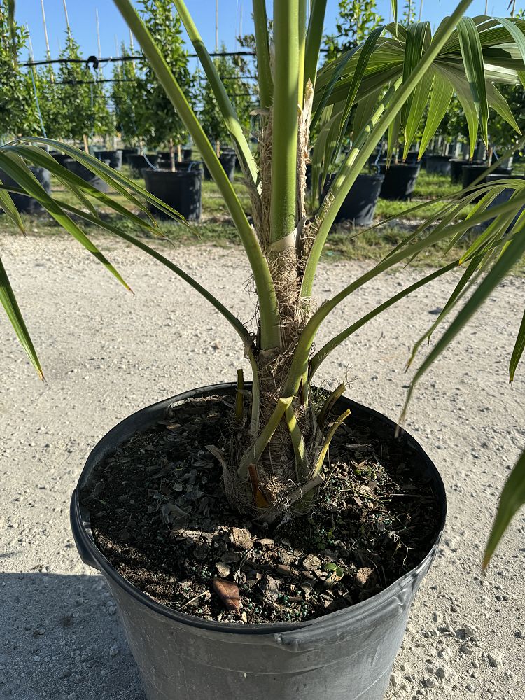 thrinax-radiata-florida-thatch-palm