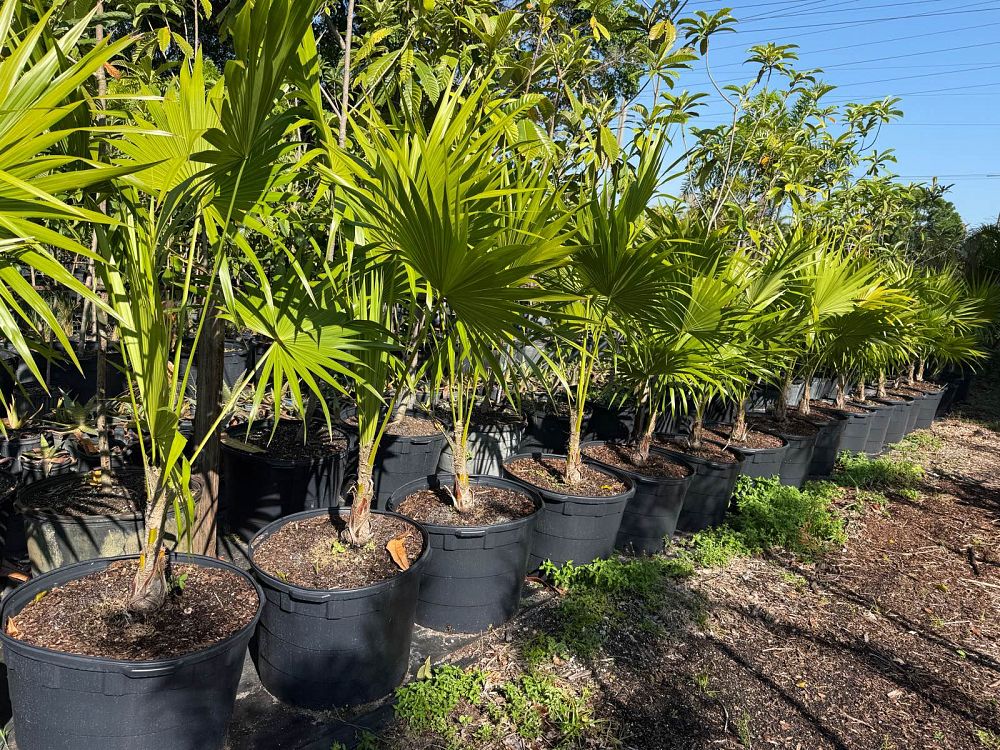 thrinax-radiata-florida-thatch-palm