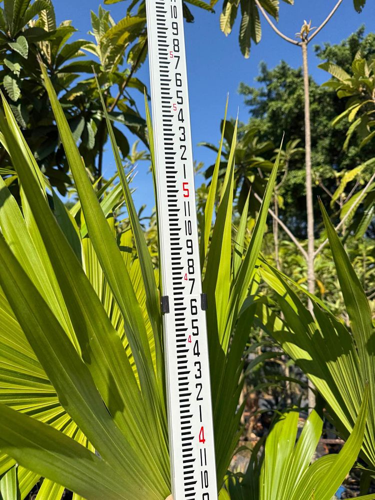 thrinax-radiata-florida-thatch-palm