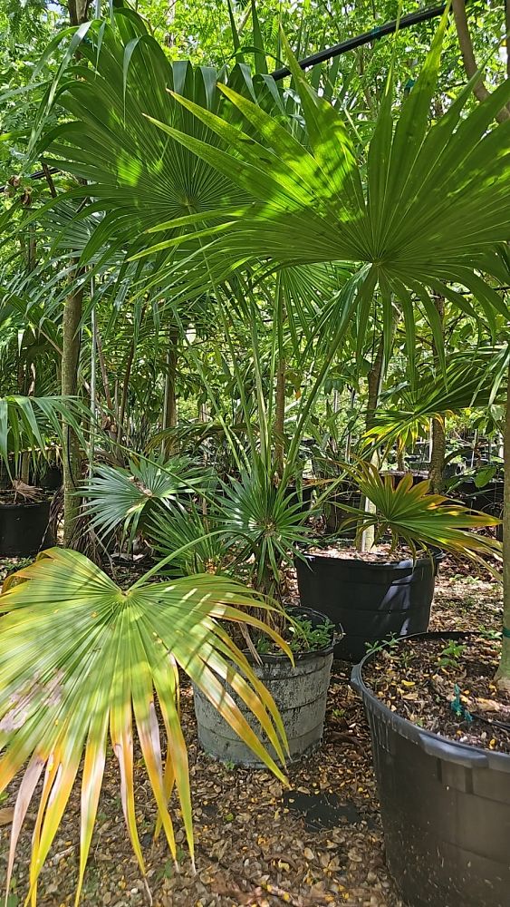 thrinax-radiata-florida-thatch-palm