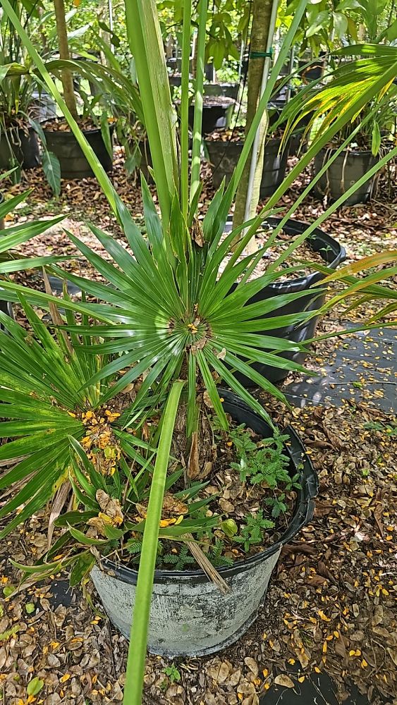 thrinax-radiata-florida-thatch-palm