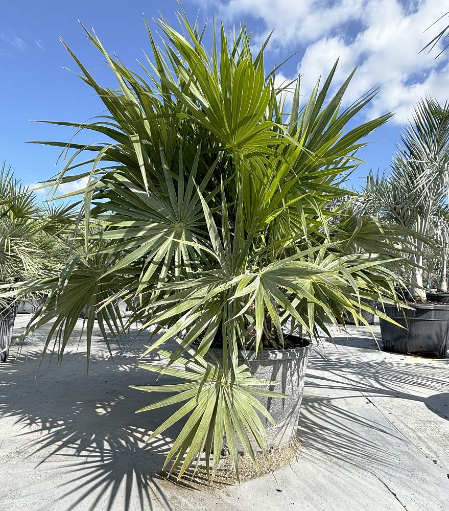 thrinax-radiata-florida-thatch-palm
