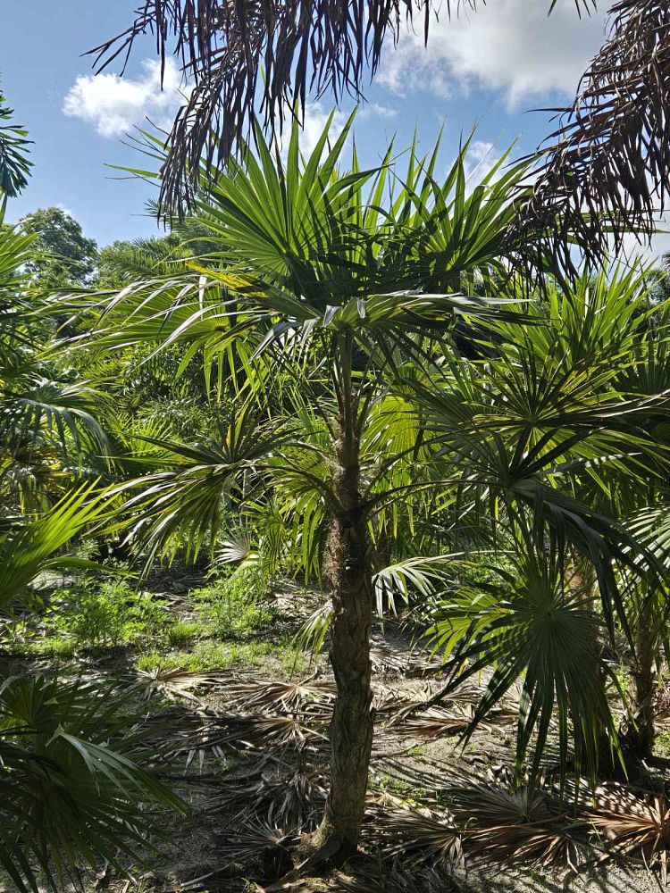 thrinax-radiata-florida-thatch-palm