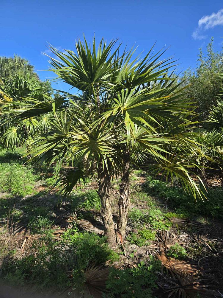 thrinax-radiata-florida-thatch-palm