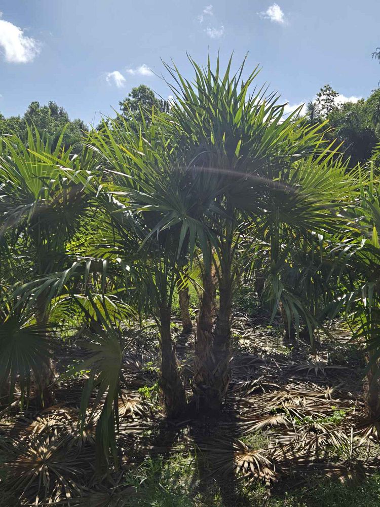 thrinax-radiata-florida-thatch-palm