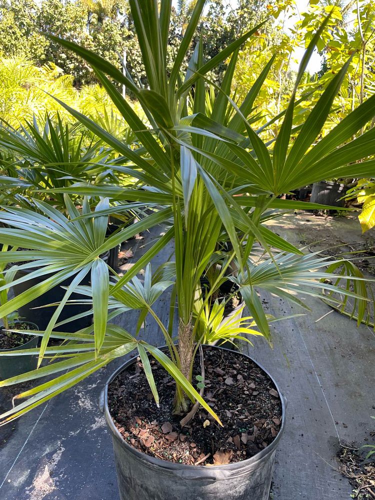 thrinax-radiata-florida-thatch-palm