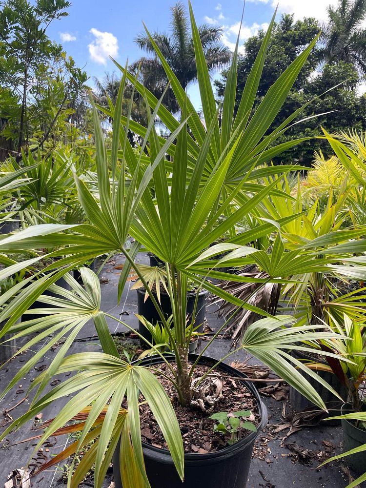 thrinax-radiata-florida-thatch-palm