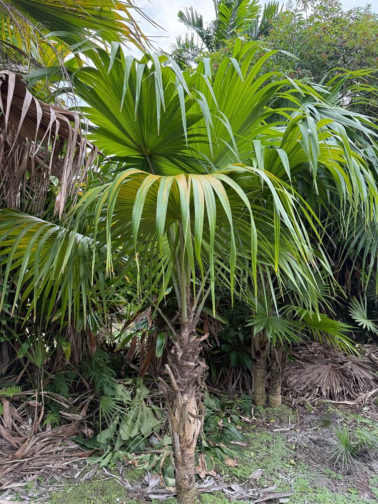 thrinax-radiata-florida-thatch-palm