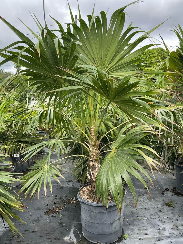 thrinax-radiata-florida-thatch-palm
