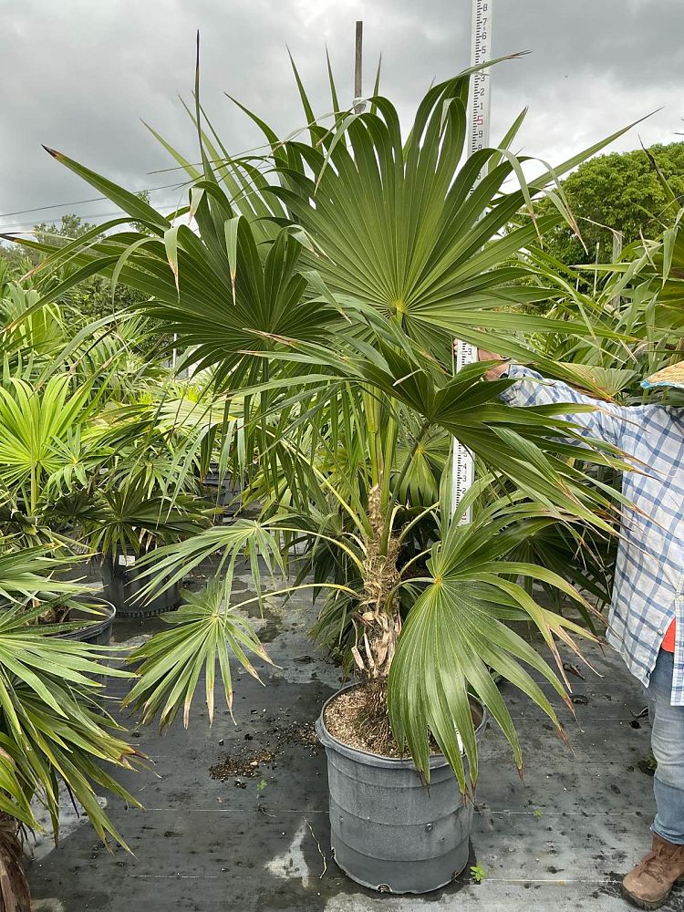thrinax-radiata-florida-thatch-palm