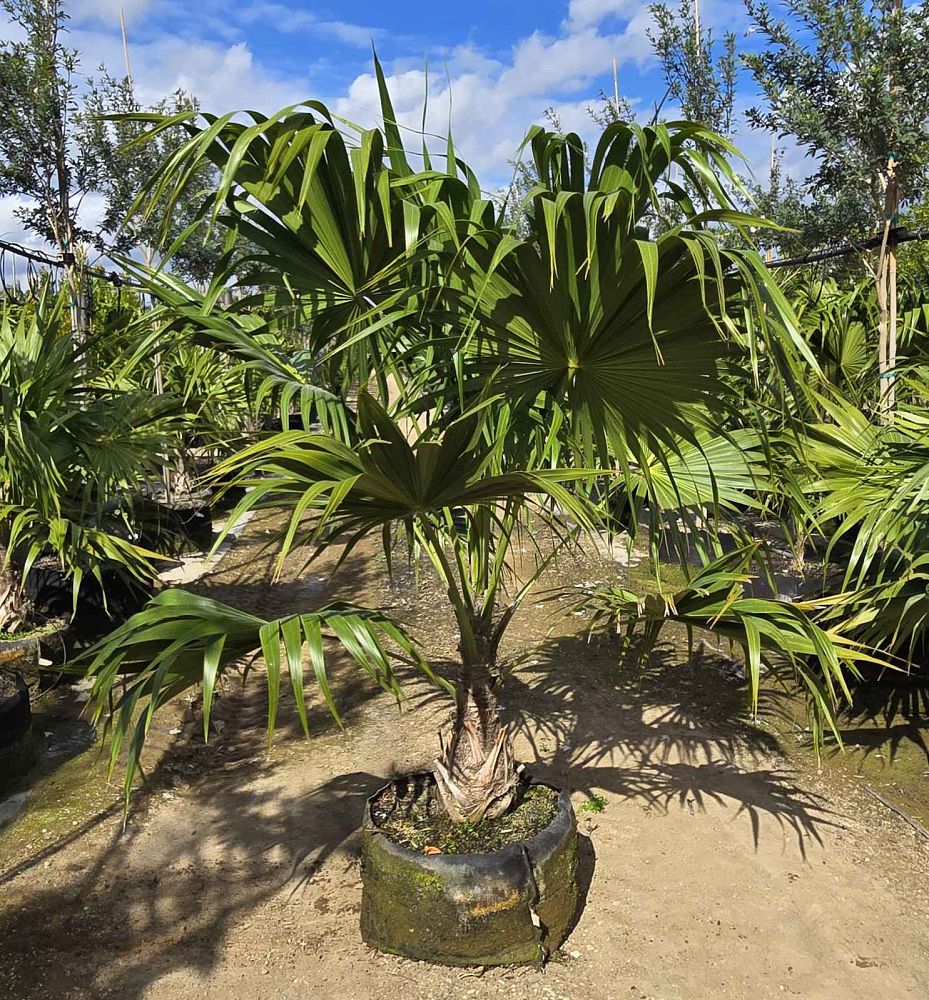 thrinax-radiata-florida-thatch-palm