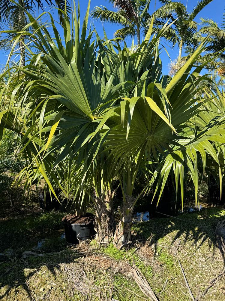 thrinax-radiata-florida-thatch-palm