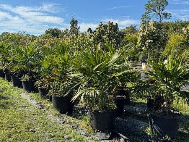 thrinax-radiata-florida-thatch-palm