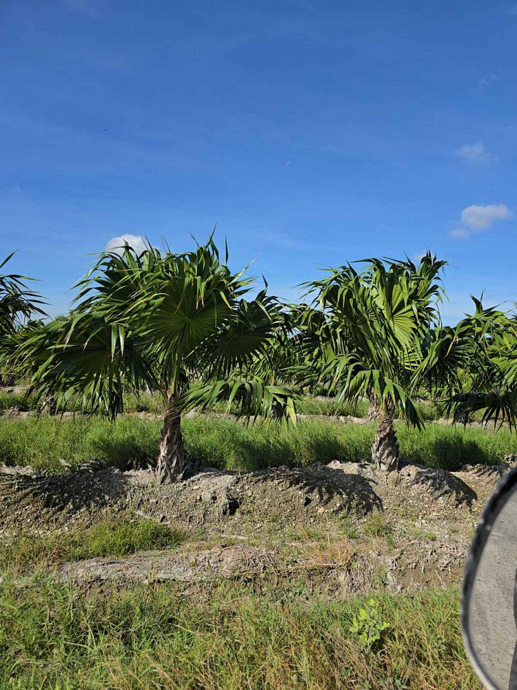 thrinax-radiata-florida-thatch-palm