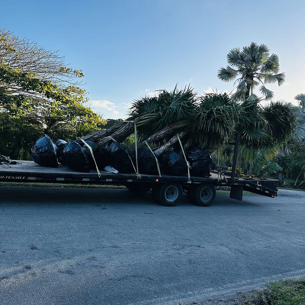 thrinax-radiata-florida-thatch-palm