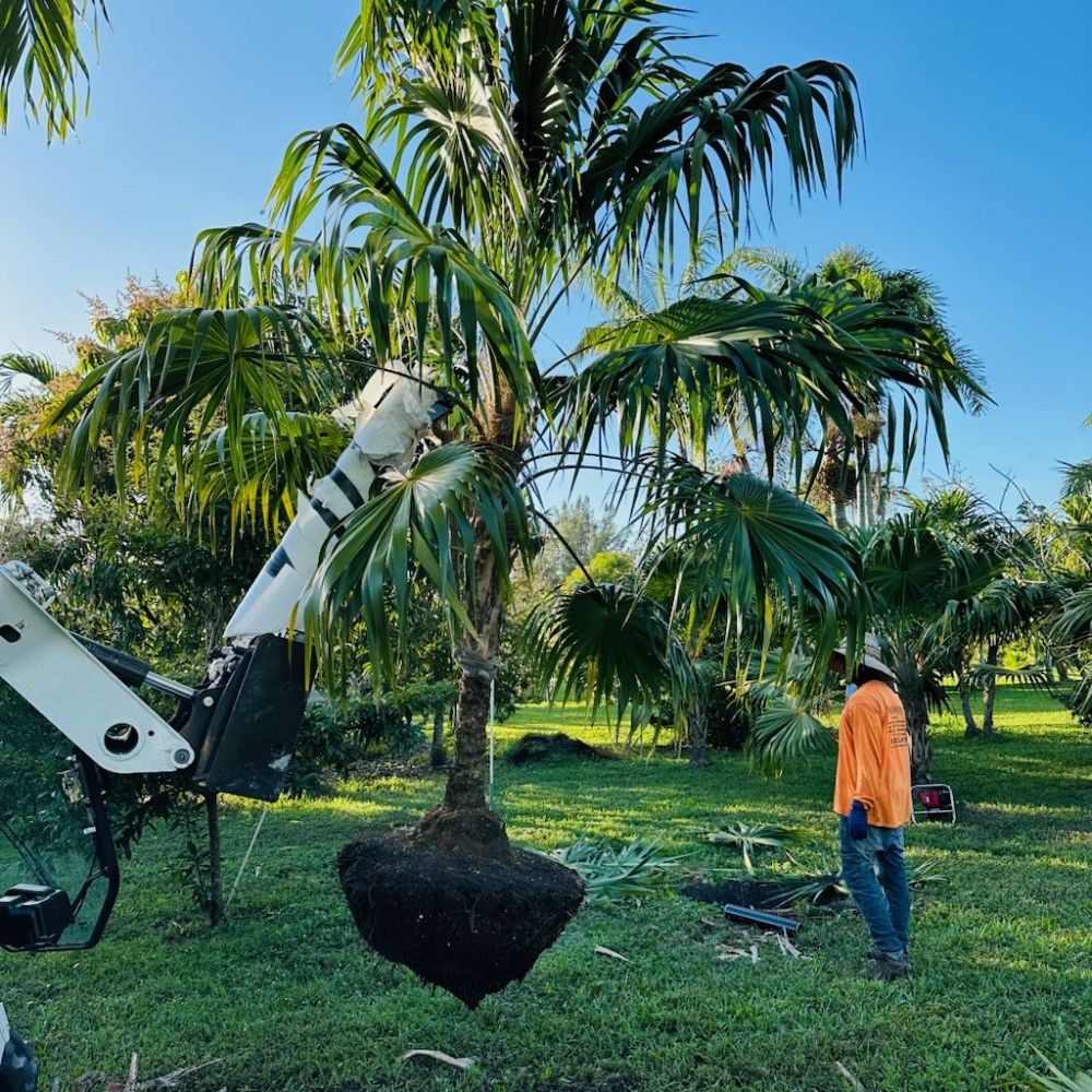thrinax-radiata-florida-thatch-palm