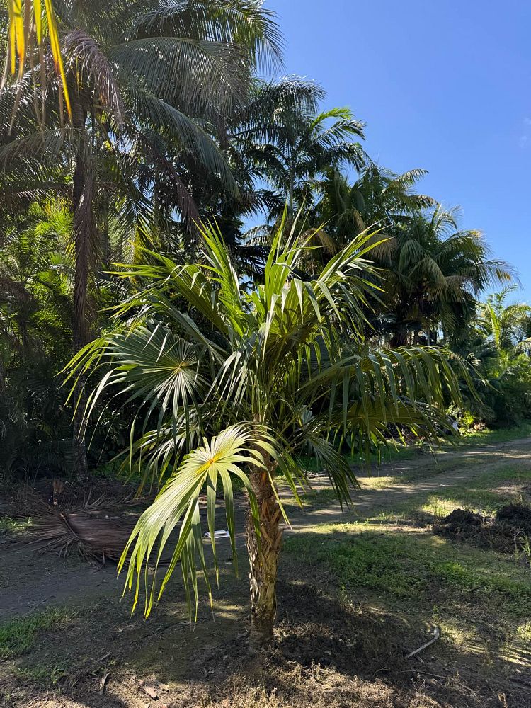 thrinax-radiata-florida-thatch-palm