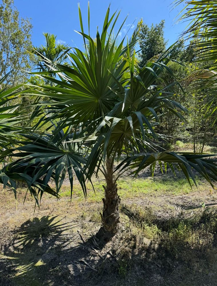 thrinax-radiata-florida-thatch-palm