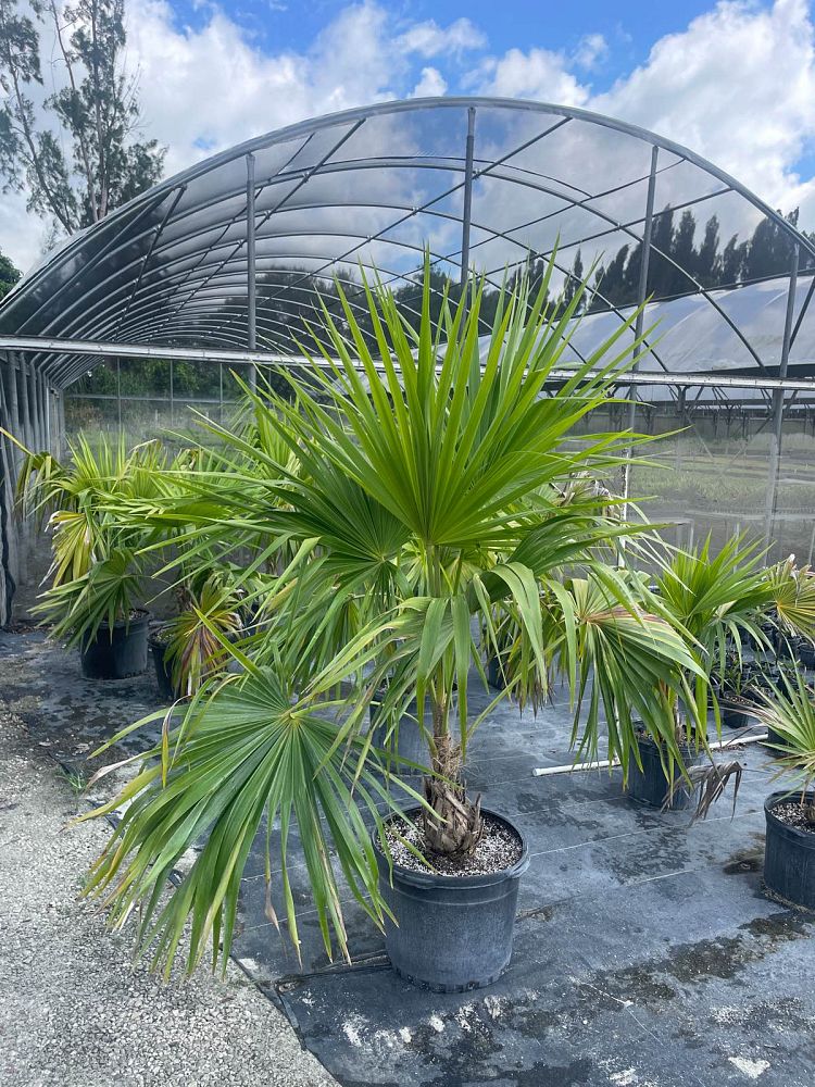thrinax-radiata-florida-thatch-palm