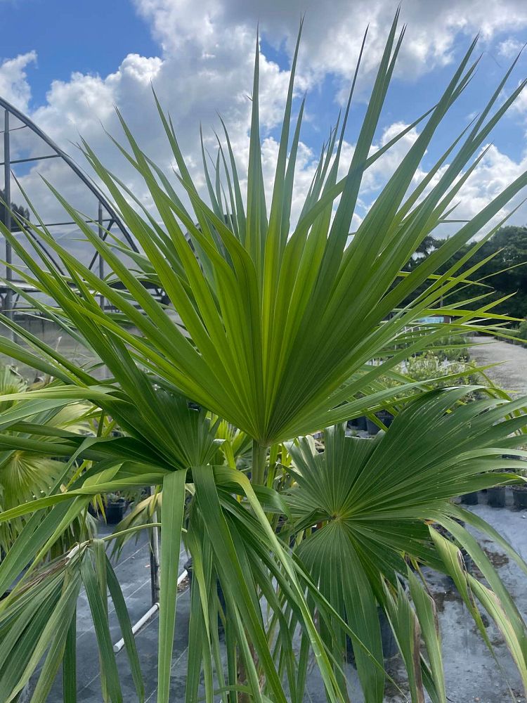 thrinax-radiata-florida-thatch-palm