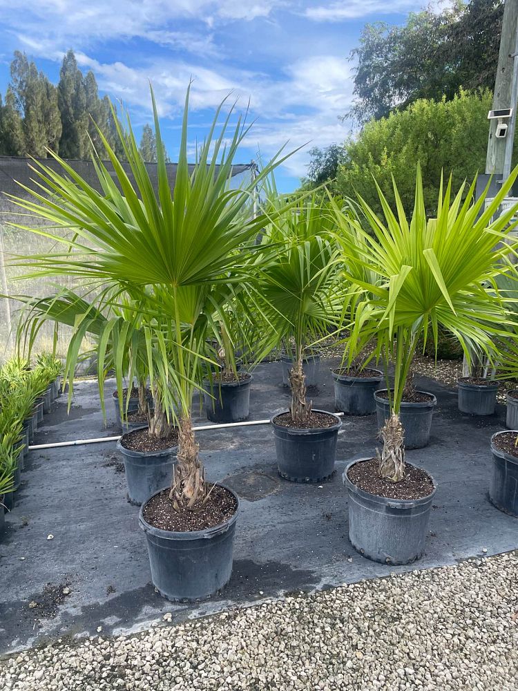 thrinax-radiata-florida-thatch-palm