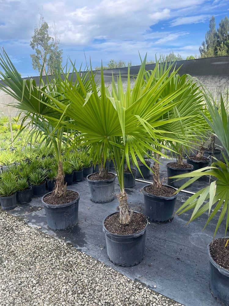 thrinax-radiata-florida-thatch-palm