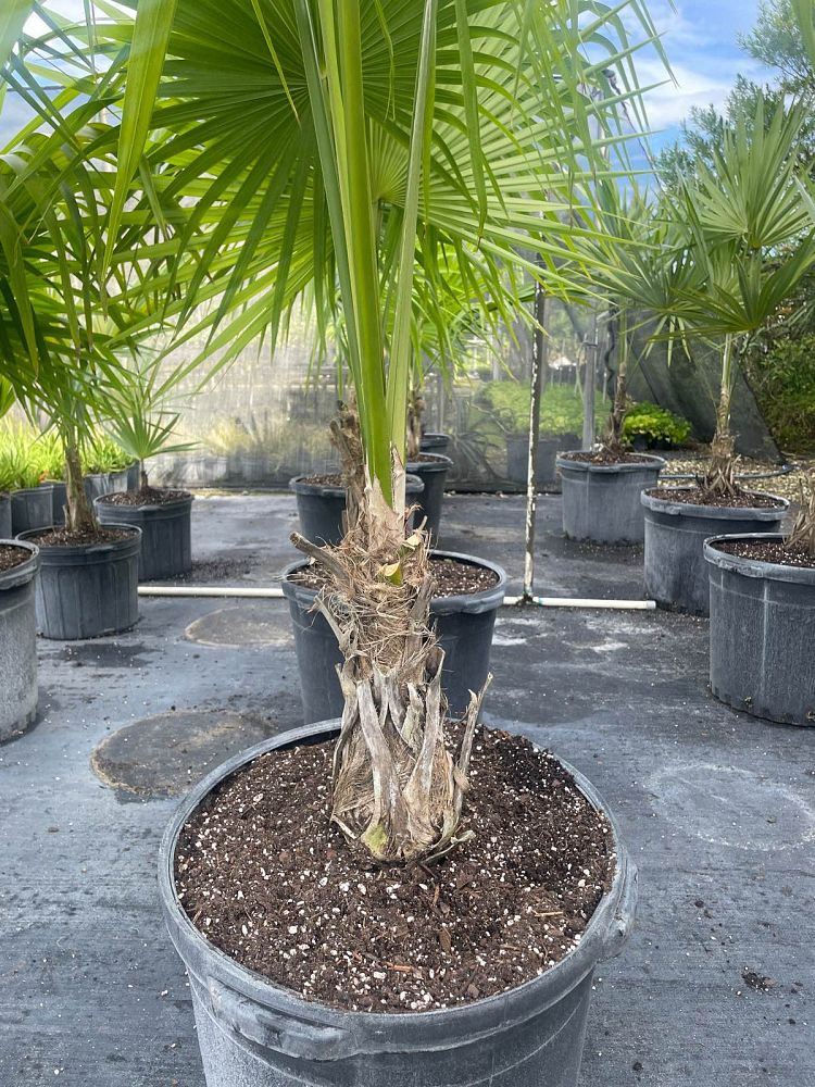 thrinax-radiata-florida-thatch-palm